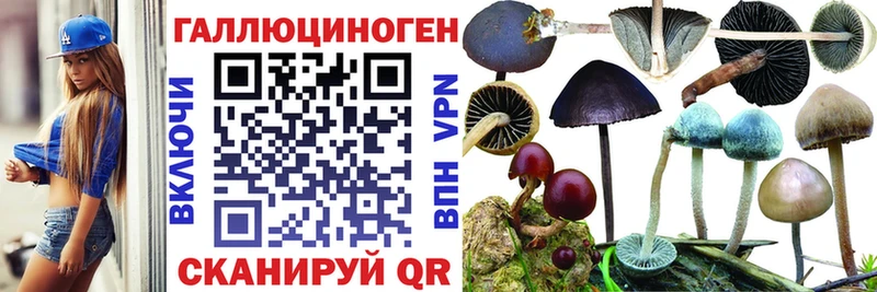 кракен   Дмитриев  Псилоцибиновые грибы мицелий 